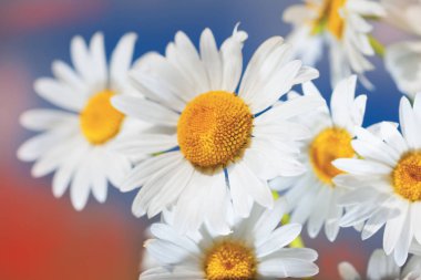 Papatya çiçekler arasında