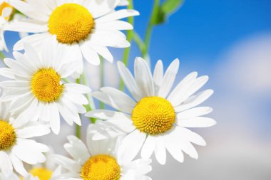 Papatya çiçekler arasında