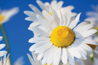 Papatya çiçekler arasında