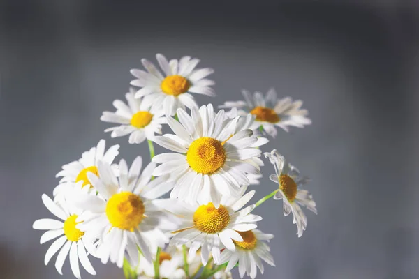 Manzanilla entre flores —  Fotos de Stock