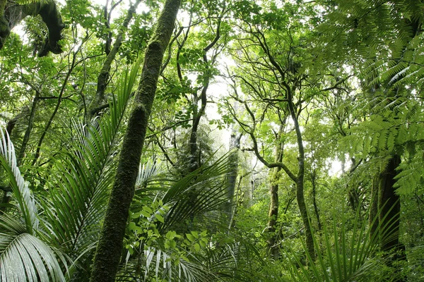 Tropical jungle canopy — Stock fotografie