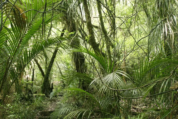 Groene tropische jungle — Stockfoto