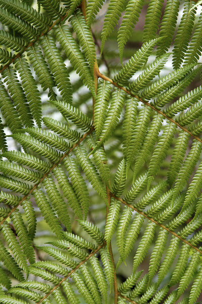 Close-up of fern leaves