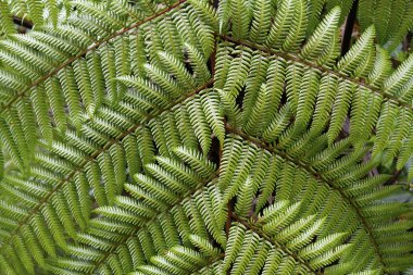 Eğreltiotunun yakın çekimi