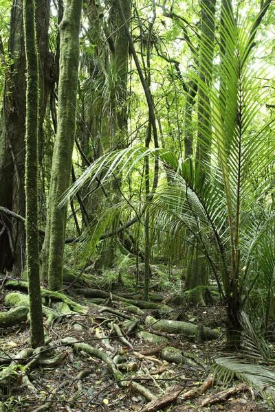 Lush tropical jungle — Stock Photo, Image