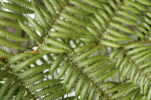 Close-up of fern