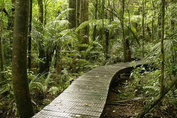 Tropikal orman boardwalk — Stok fotoğraf