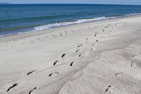 Footprints on beach — Stock Photo, Image