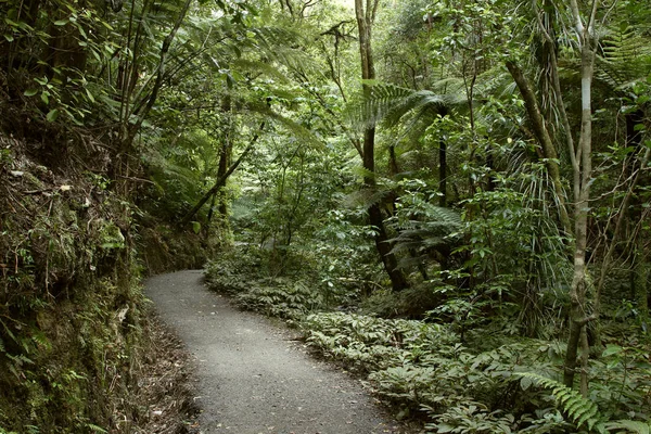 Bosque sendero — Foto de Stock