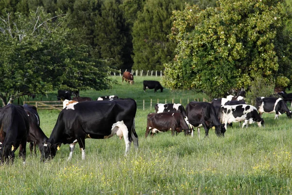 Cows in paddock — Stock Photo, Image