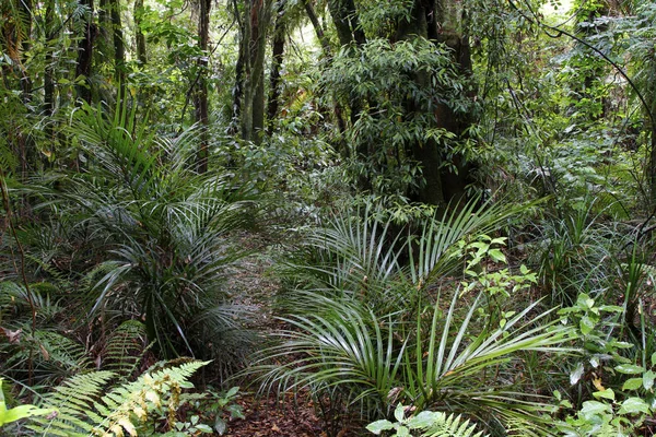 Tropiska djungeln skogen — Stockfoto