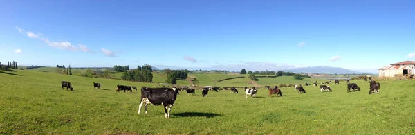 Cows in paddock — Stock Photo, Image