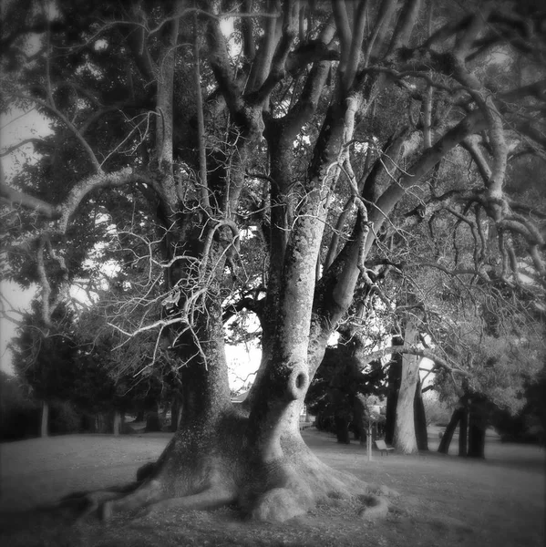 Árbol viejo grande —  Fotos de Stock