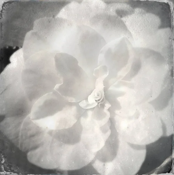 Close-up de flor — Fotografia de Stock