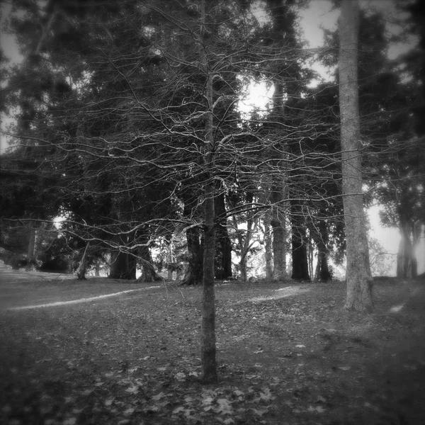 Träd i parken — Stockfoto