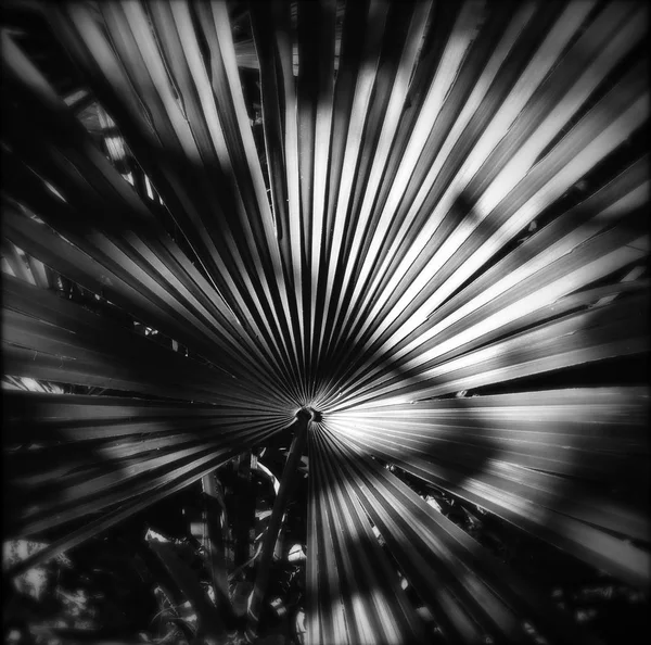 Close-up of fern — Stock Photo, Image