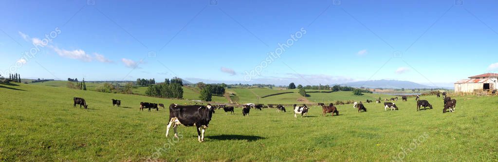 Коровы в загоне Лицензионные Стоковые Изображения