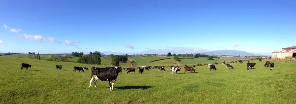 Корови в паддоках — стокове фото