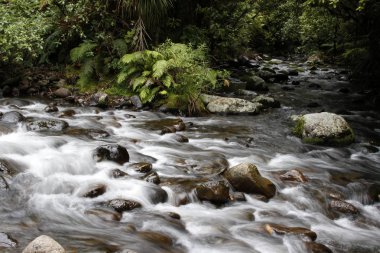 Tropikal orman akarsu