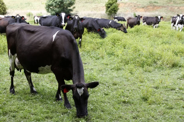 Koeien in de paddock — Stockfoto