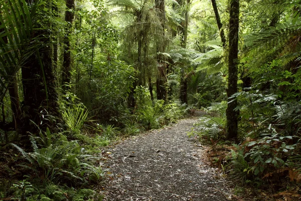 Forest walking trail — Stock Photo, Image