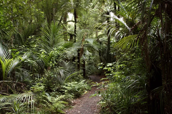 Sentier de randonnée forestière — Photo