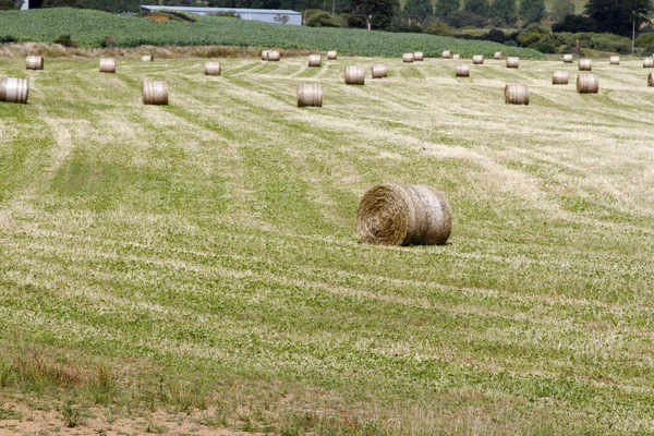 Balas redondas de heno — Foto de Stock