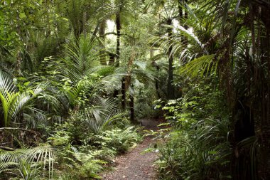 Orman yürüyüş yolu