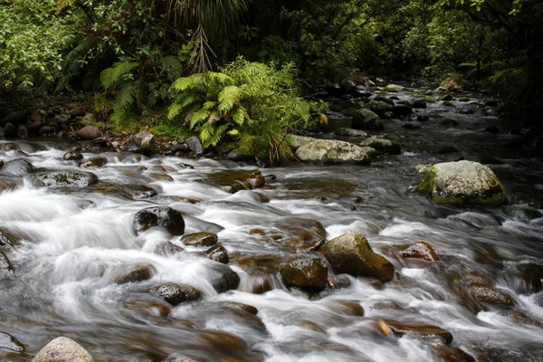 Tropenwaldbach — Stockfoto