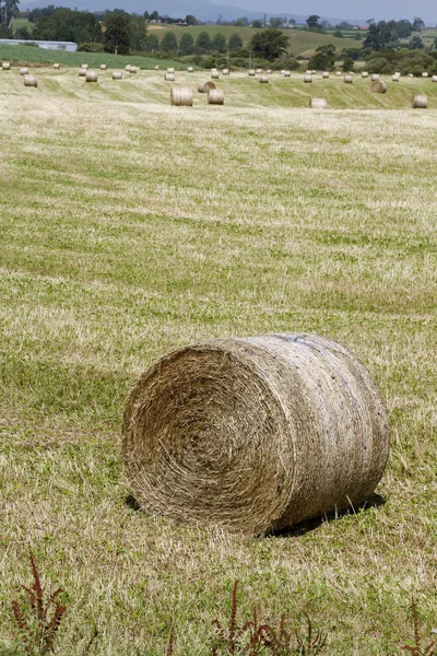 Round hay bales — Stock Photo, Image