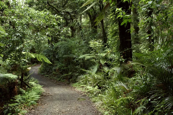 Sentiero forestale — Foto Stock