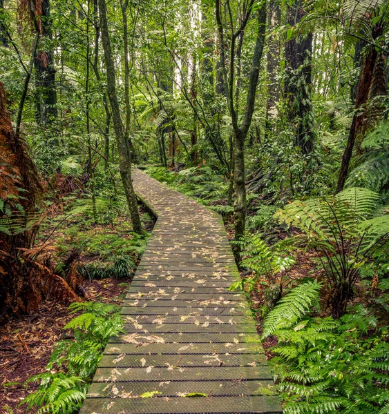 Tropikal orman boardwalk — Stok fotoğraf
