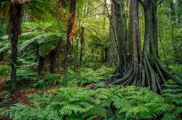 열 대 정글 숲 — 스톡 사진