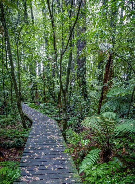 Tropikal orman boardwalk — Stok fotoğraf