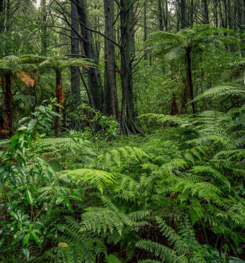 Eğrelti otları ve Orman ağaçları