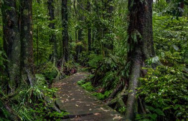 Tropikal orman boardwalk