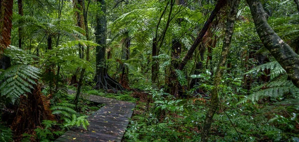 Τροπικό δάσος boardwalk — Φωτογραφία Αρχείου