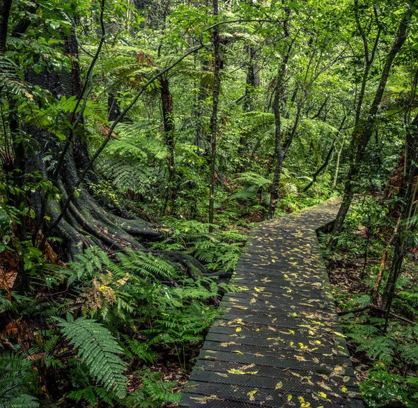 Trópusi erdő sétány — Stock Fotó