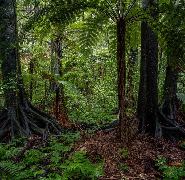 Árboles de la selva y helechos — Foto de Stock