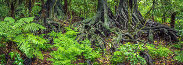 Jungle tree roots