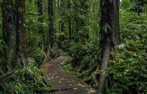 Calçadão da floresta tropical — Fotografia de Stock