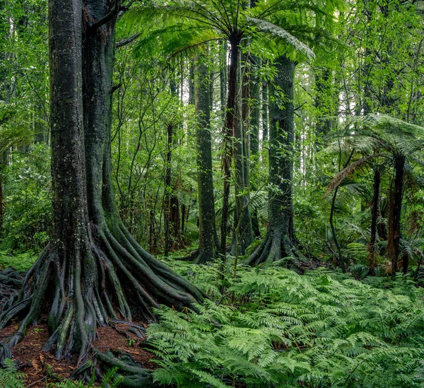 Bomen en varens in de jungle — Stockfoto