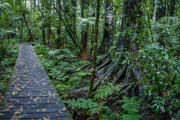 Trópusi erdő sétány — Stock Fotó