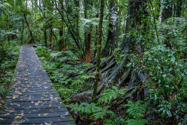 Tropical forest boardwalk — Stock Photo, Image