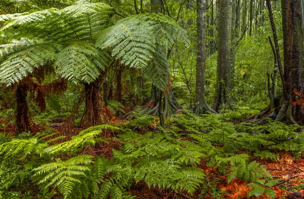 Dżungla las tropikalny — Zdjęcie stockowe