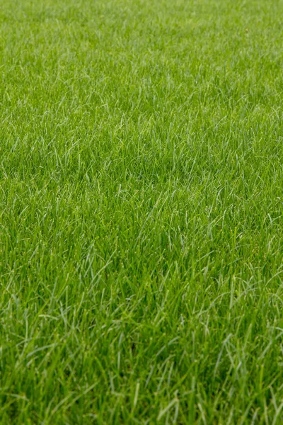 Green grass lawn — Stock Photo, Image