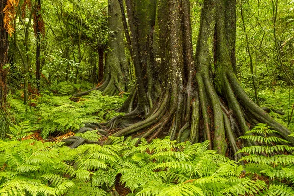 Папороті та стовбури дерев у джунглях — стокове фото