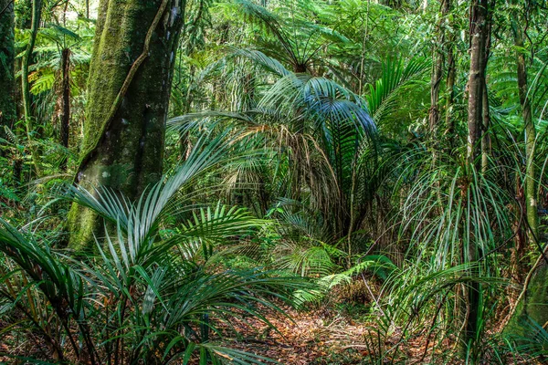 Árboles y helechos en la selva —  Fotos de Stock