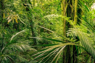 yemyeşil tropikal orman