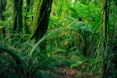 tropikal orman orman